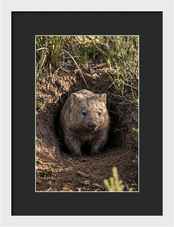 Common Wombat Emerging From Burrow