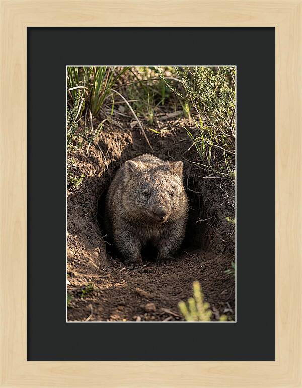 Common Wombat Emerging From Burrow