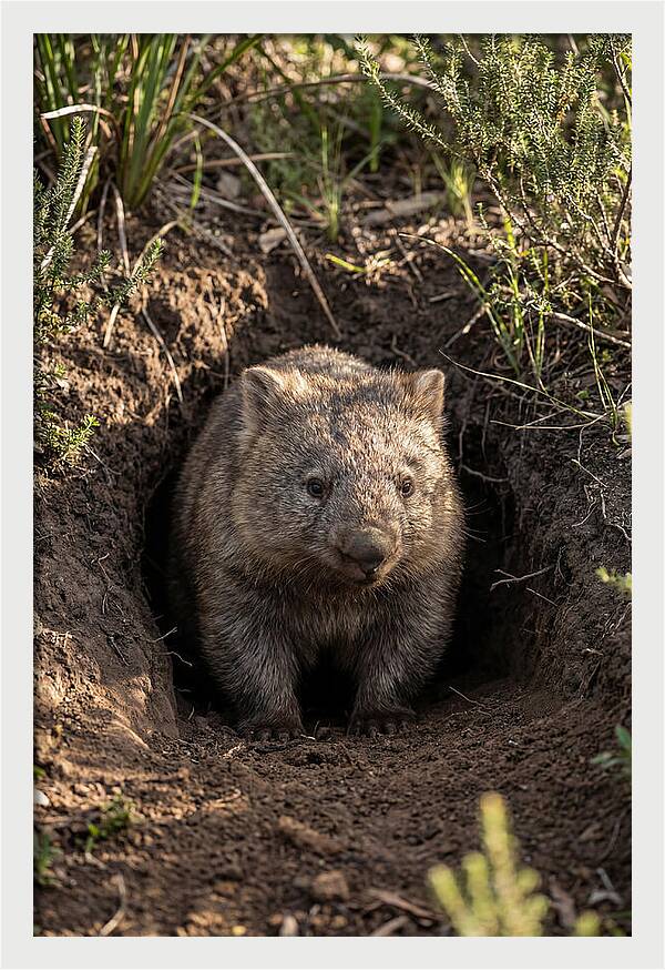 Common Wombat Emerging From Burrow