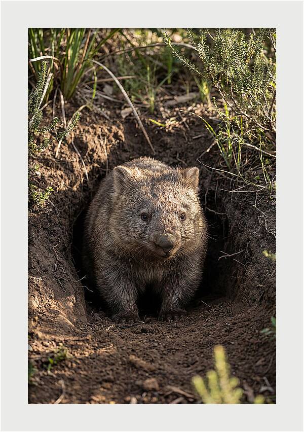 Common Wombat Emerging From Burrow