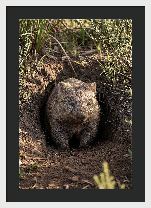 Common Wombat Emerging From Burrow