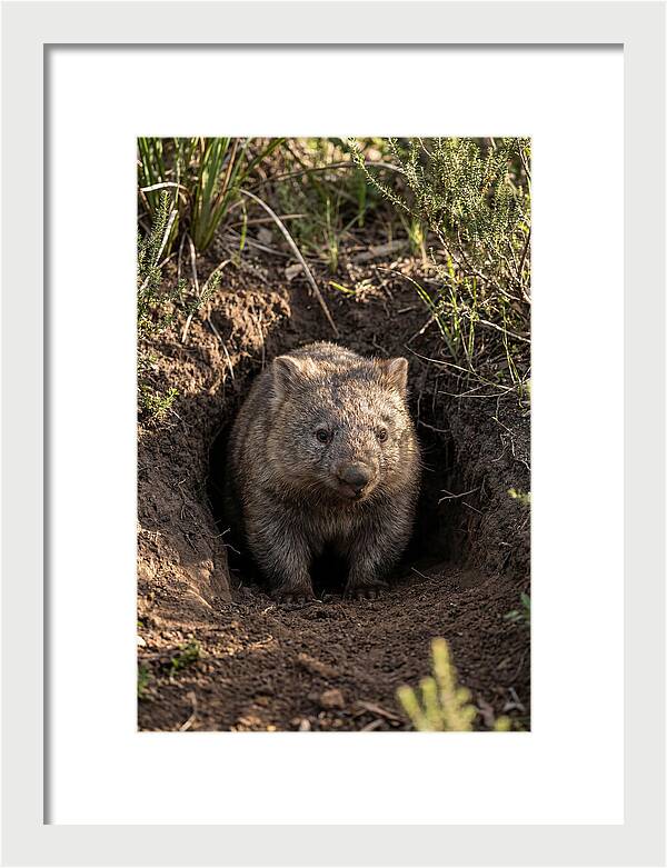 Common Wombat Emerging From Burrow