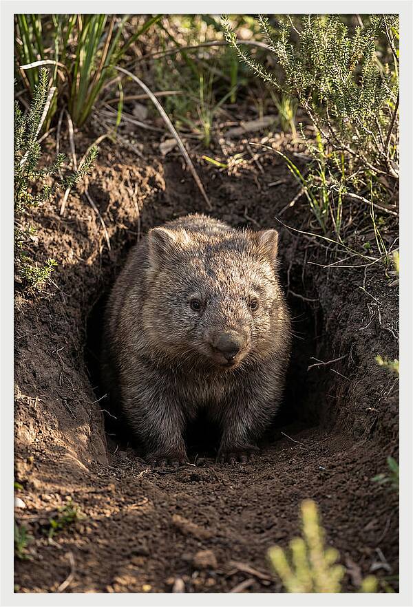 Common Wombat Emerging From Burrow
