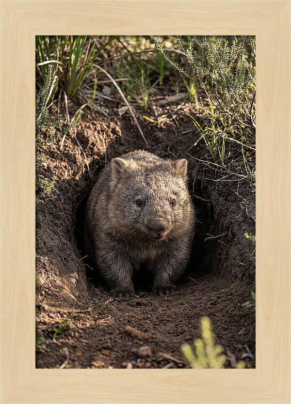 Common Wombat Emerging From Burrow