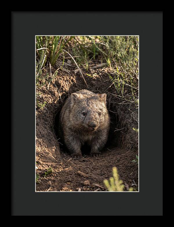 Common Wombat Emerging From Burrow