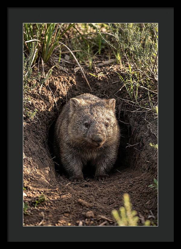 Common Wombat Emerging From Burrow