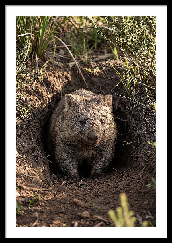 Common Wombat Emerging From Burrow