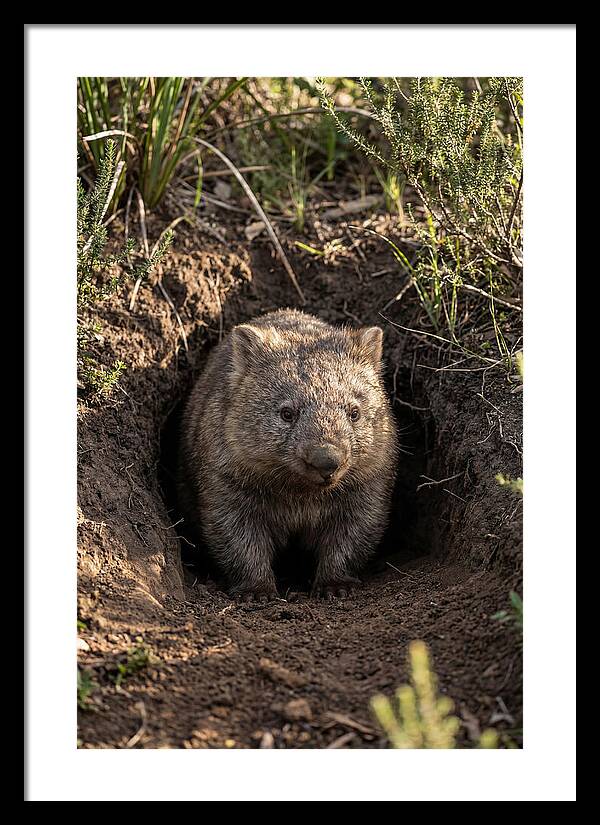 Common Wombat Emerging From Burrow