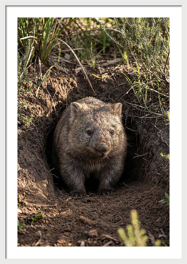 Common Wombat Emerging From Burrow