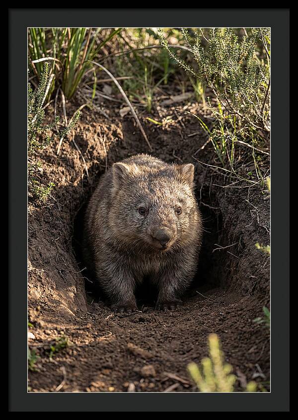 Common Wombat Emerging From Burrow