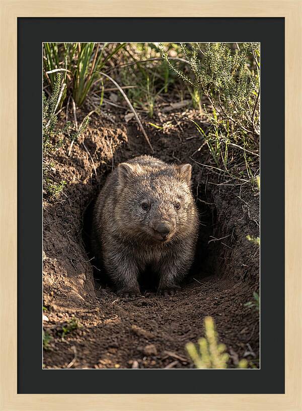 Common Wombat Emerging From Burrow