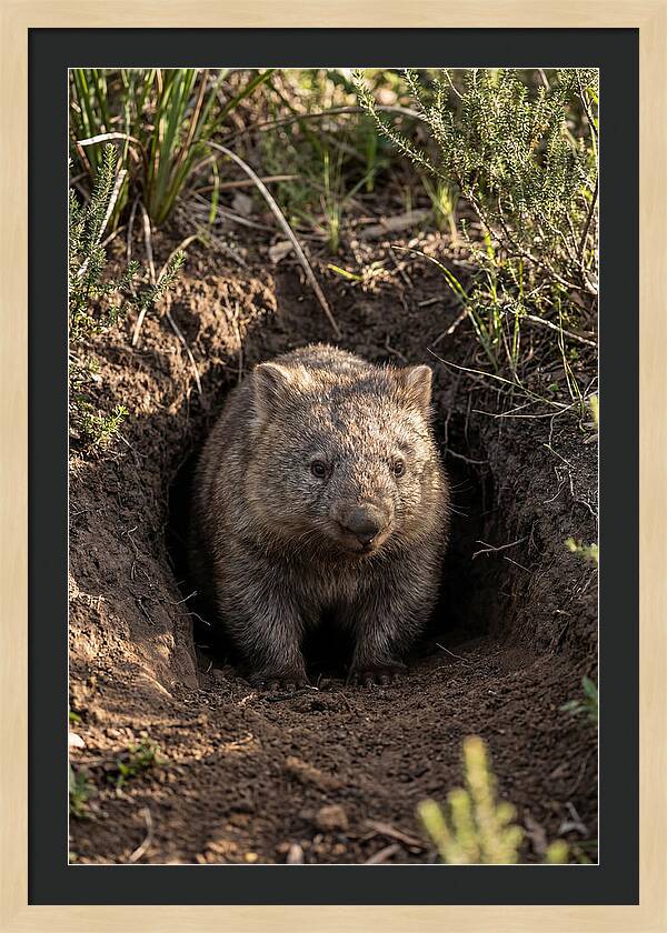 Common Wombat Emerging From Burrow