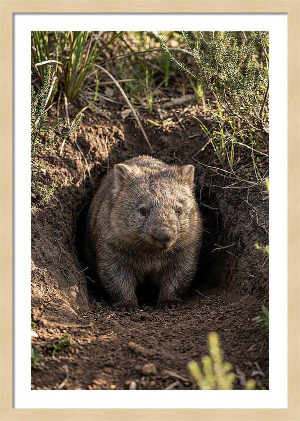 Common Wombat Emerging From Burrow