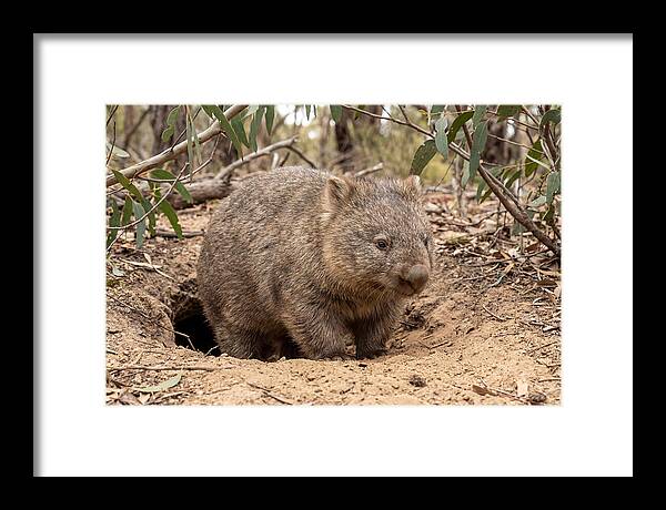 Common Wombat In Natural Habitat