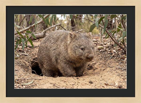 Common Wombat In Natural Habitat