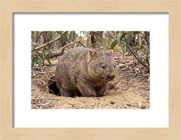 Common Wombat In Natural Habitat