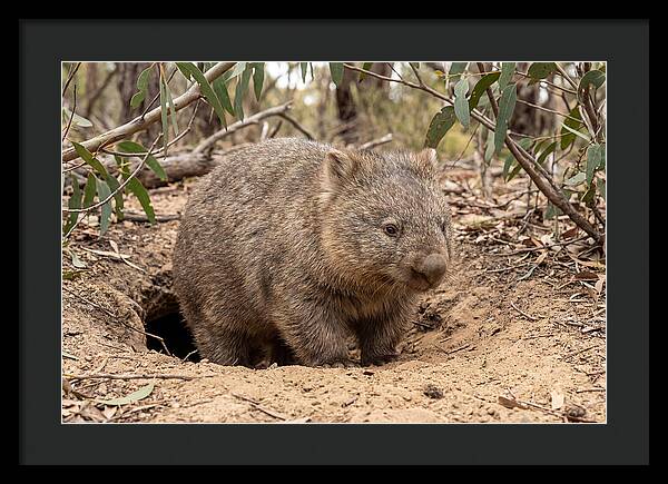 Common Wombat In Natural Habitat