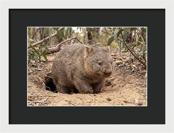 Common Wombat In Natural Habitat
