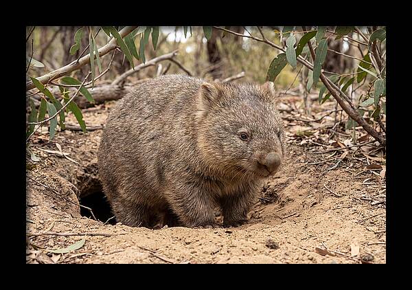 Common Wombat In Natural Habitat
