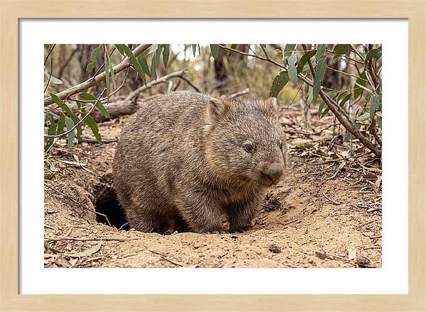 Common Wombat In Natural Habitat