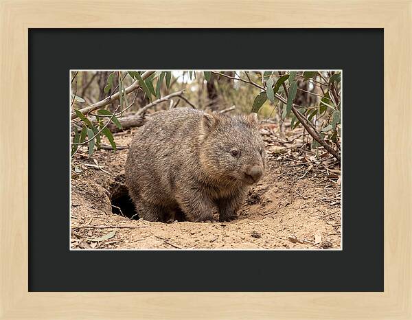 Common Wombat In Natural Habitat