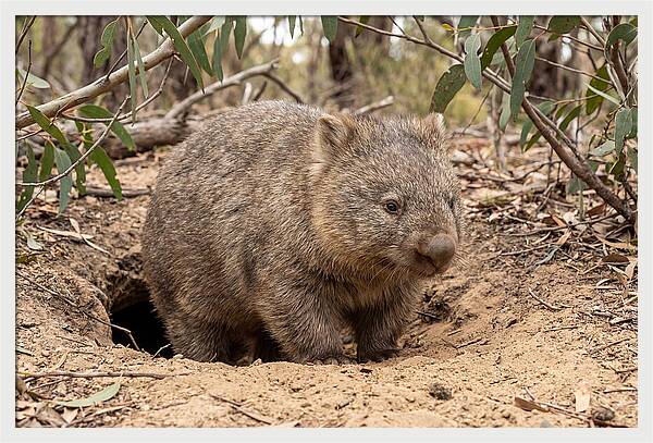 Common Wombat In Natural Habitat