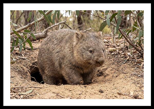Common Wombat In Natural Habitat