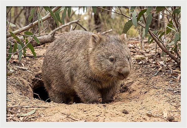 Common Wombat In Natural Habitat