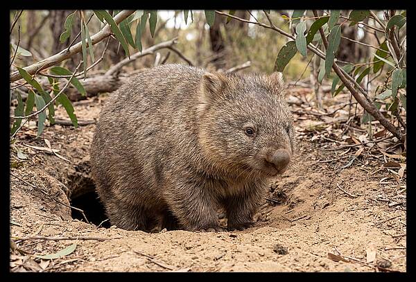 Common Wombat In Natural Habitat