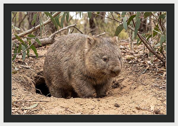 Common Wombat In Natural Habitat