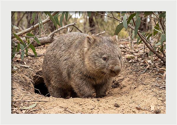 Common Wombat In Natural Habitat