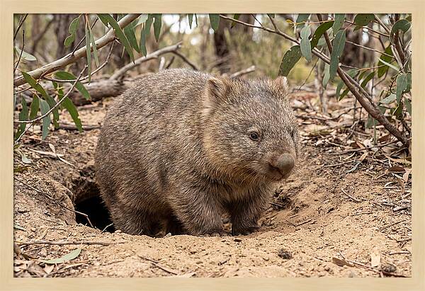 Common Wombat In Natural Habitat
