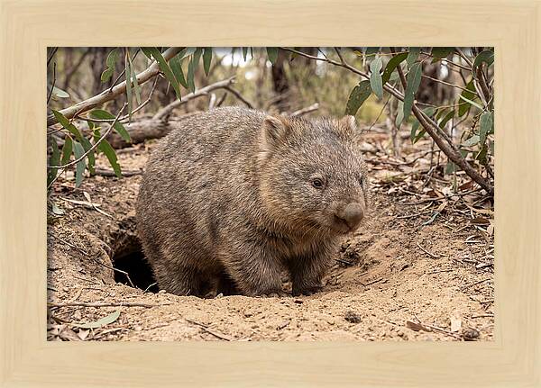 Common Wombat In Natural Habitat