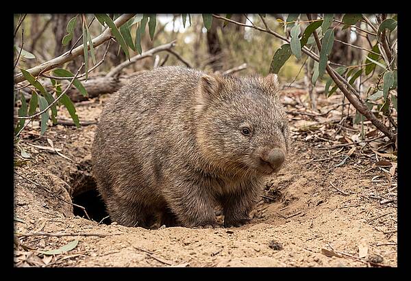 Common Wombat In Natural Habitat