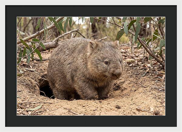 Common Wombat In Natural Habitat