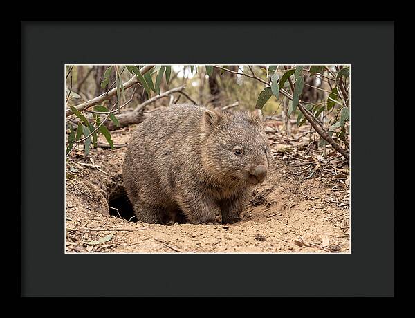 Common Wombat In Natural Habitat