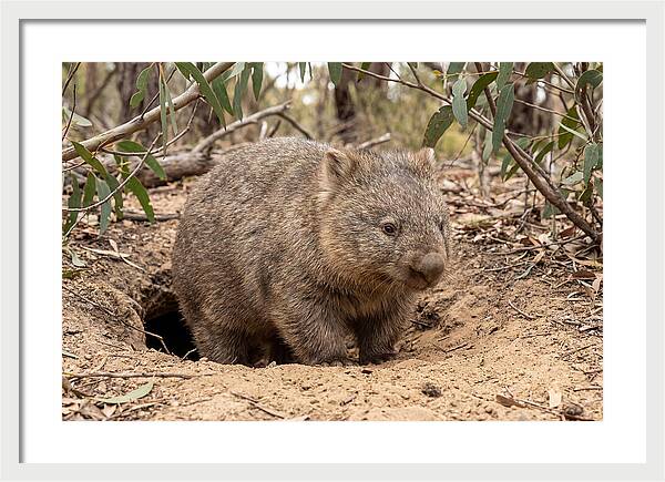 Common Wombat In Natural Habitat