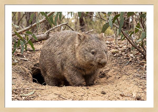 Common Wombat In Natural Habitat