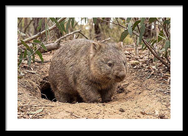 Common Wombat In Natural Habitat