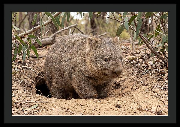Common Wombat In Natural Habitat