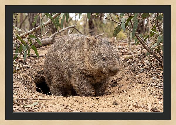 Common Wombat In Natural Habitat