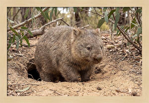 Common Wombat In Natural Habitat