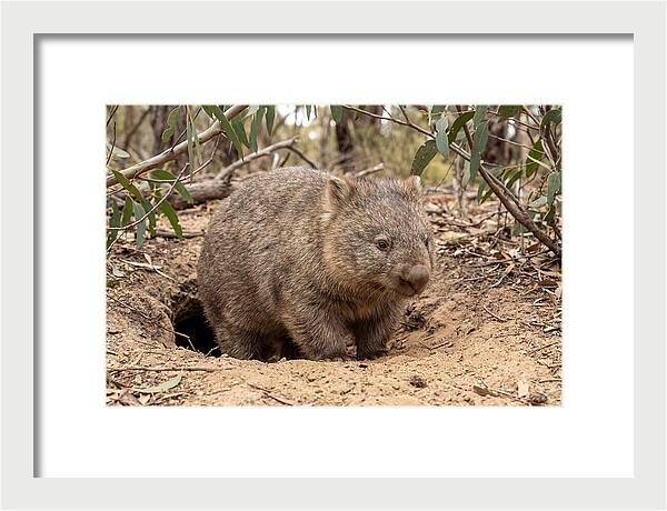 Common Wombat In Natural Habitat