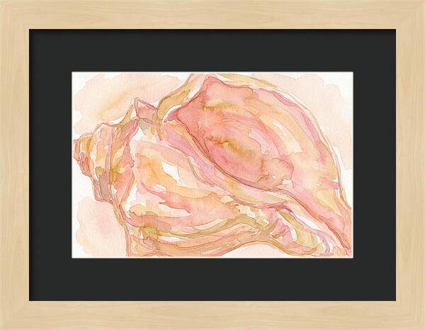 Conch Shell Watercolor Study