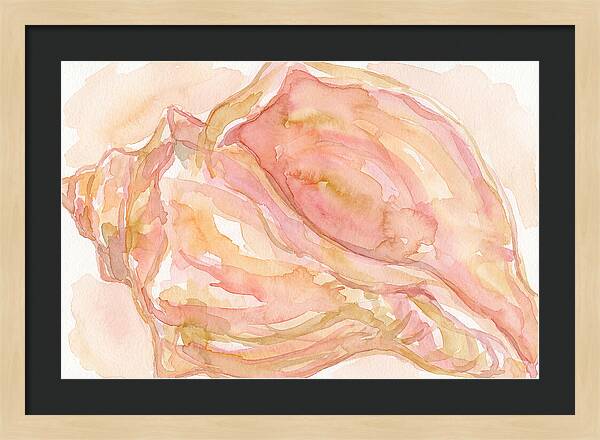 Conch Shell Watercolor Study