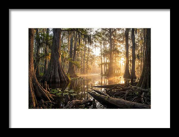Congaree Forest Serenity