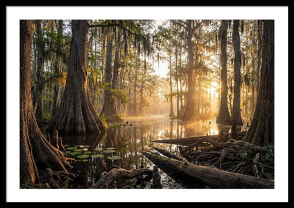 Congaree Forest Serenity