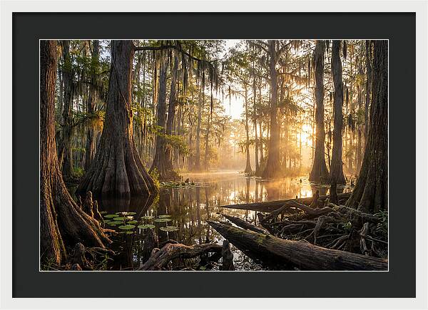 Congaree Forest Serenity