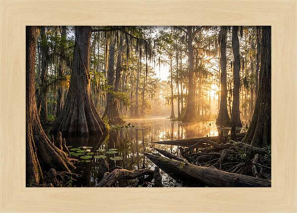 Congaree Forest Serenity