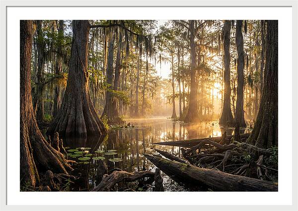 Congaree Forest Serenity